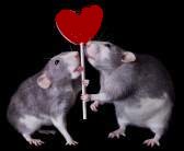 rats in love